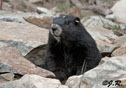 Marmota vancouverensis